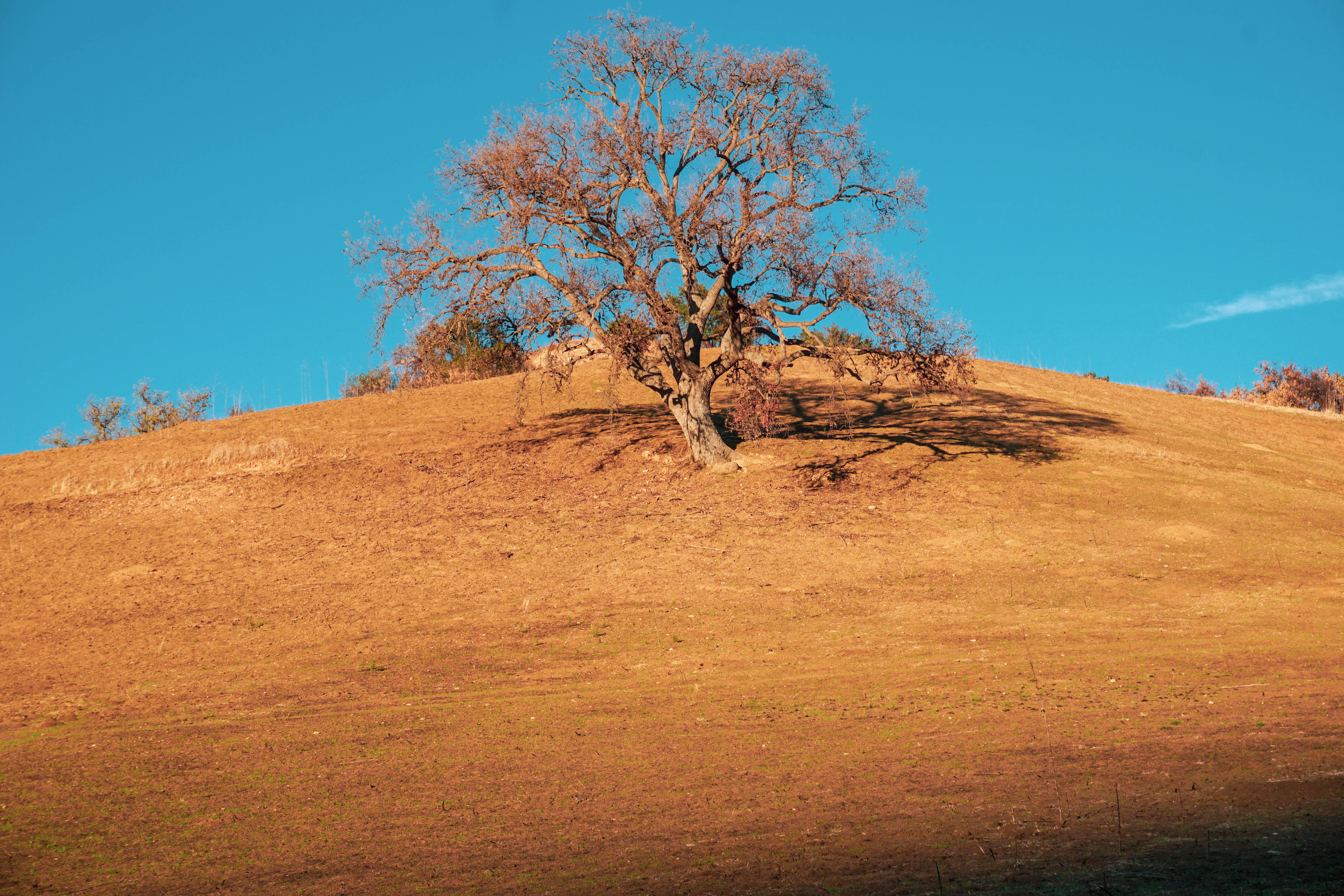 California Oak in Fall