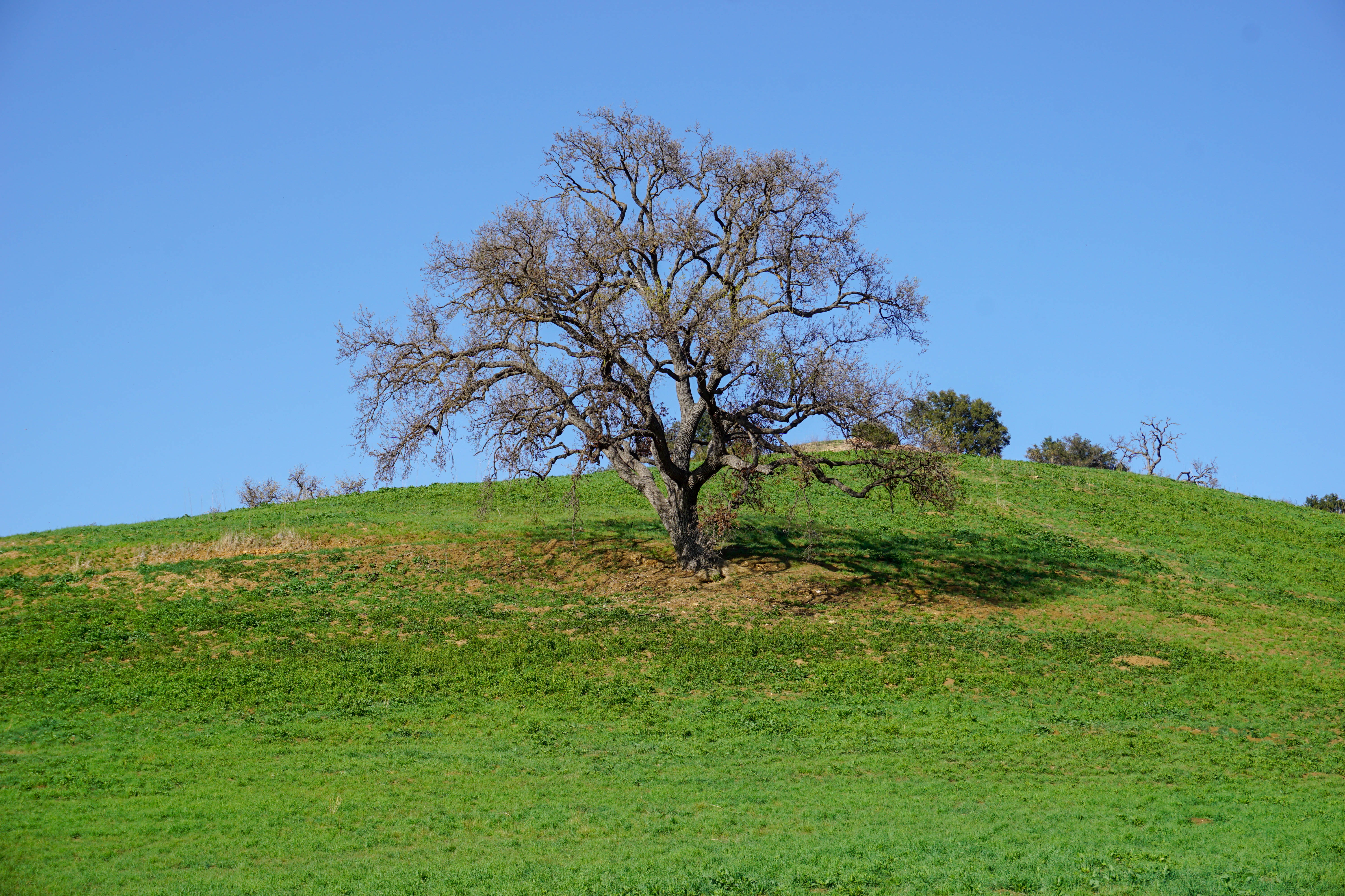 Califnornia Oak in Spring