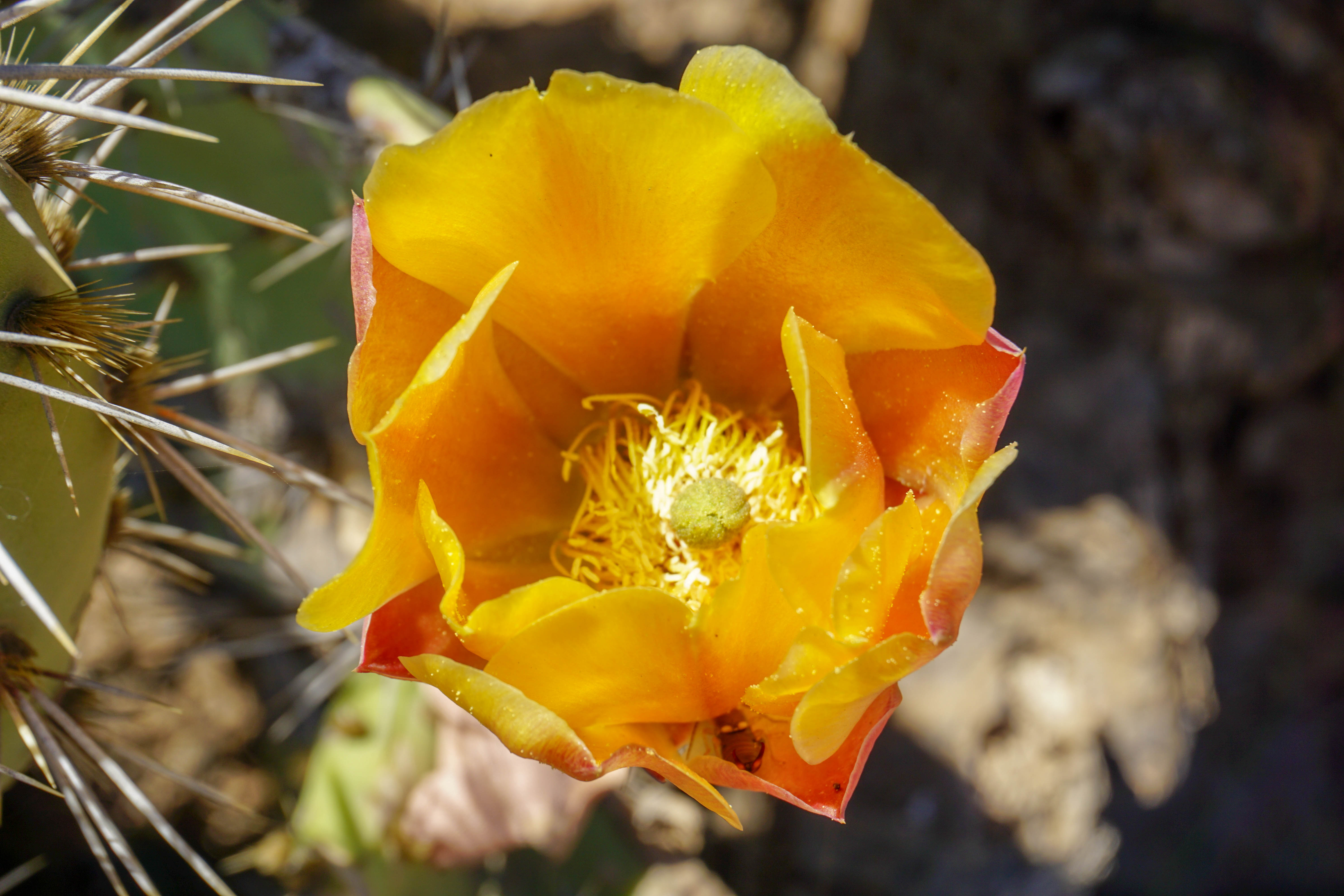 Cactus Blume