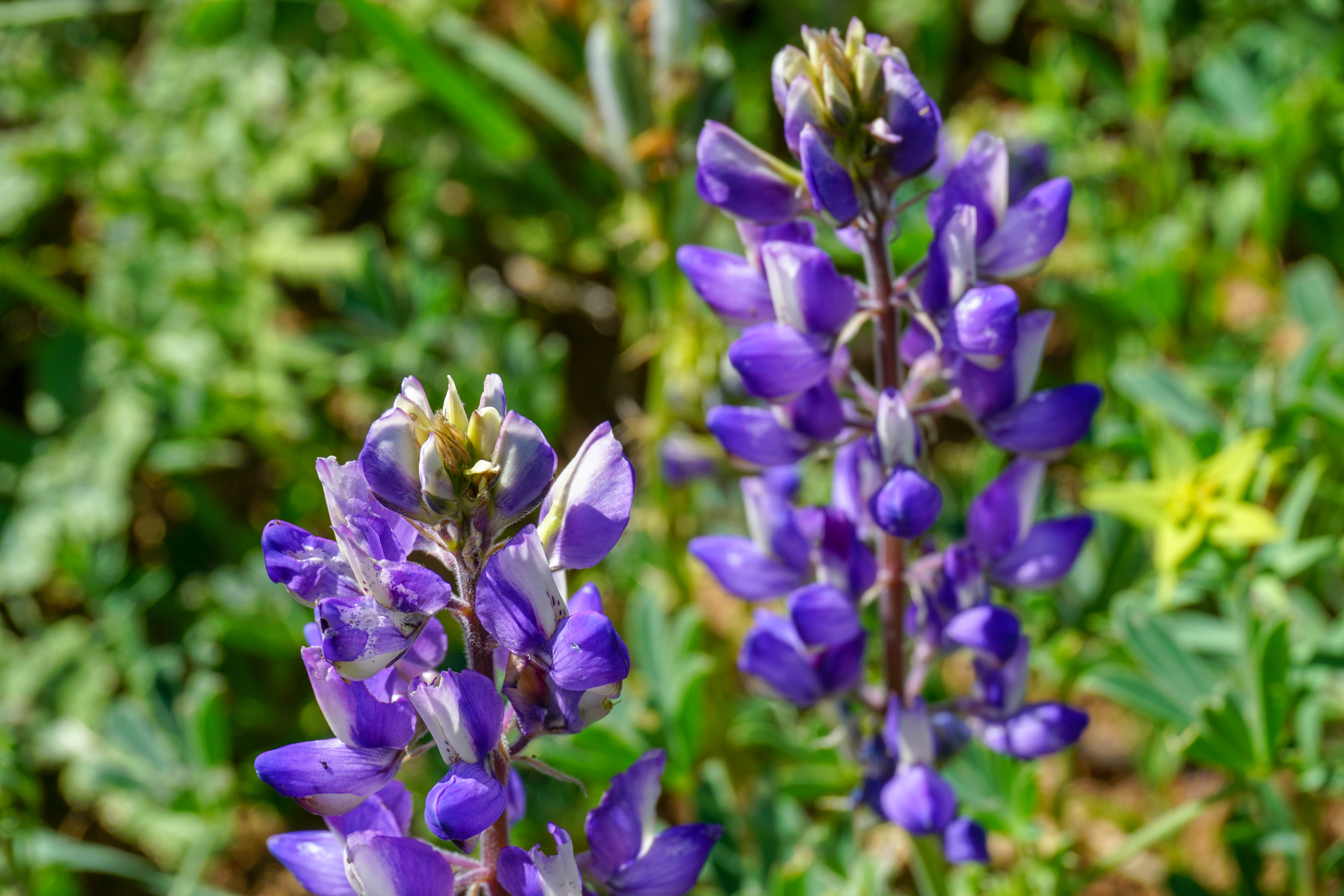 Silver Lupine